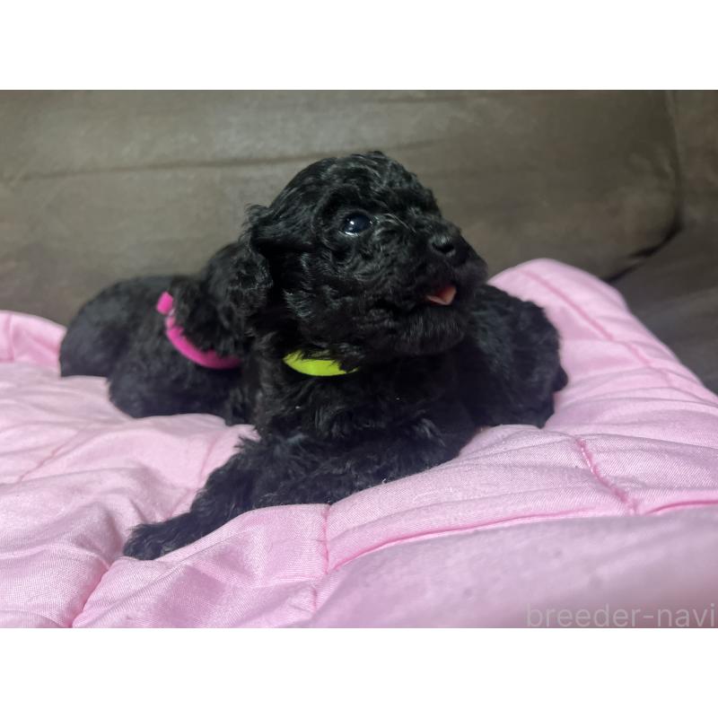 販売中の沖縄県のトイプードル-448574の5枚目