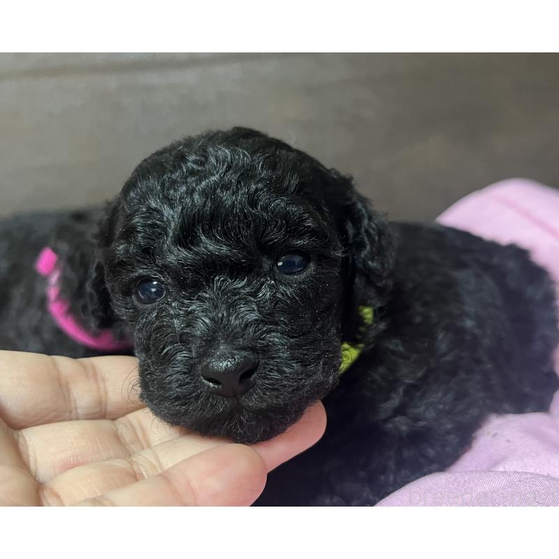 販売中の沖縄県のトイプードル-448574の4枚目