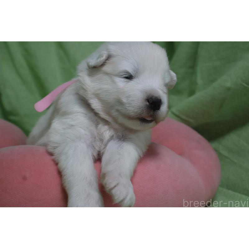 販売中の栃木県のサモエド-448571の10枚目