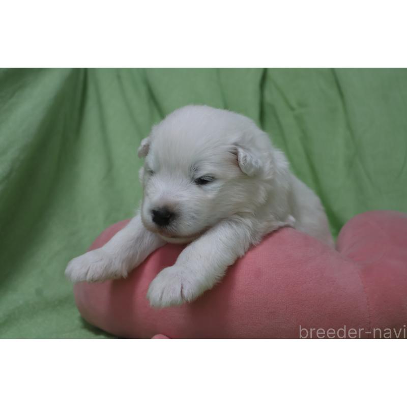 販売中の栃木県のサモエド-448571の8枚目