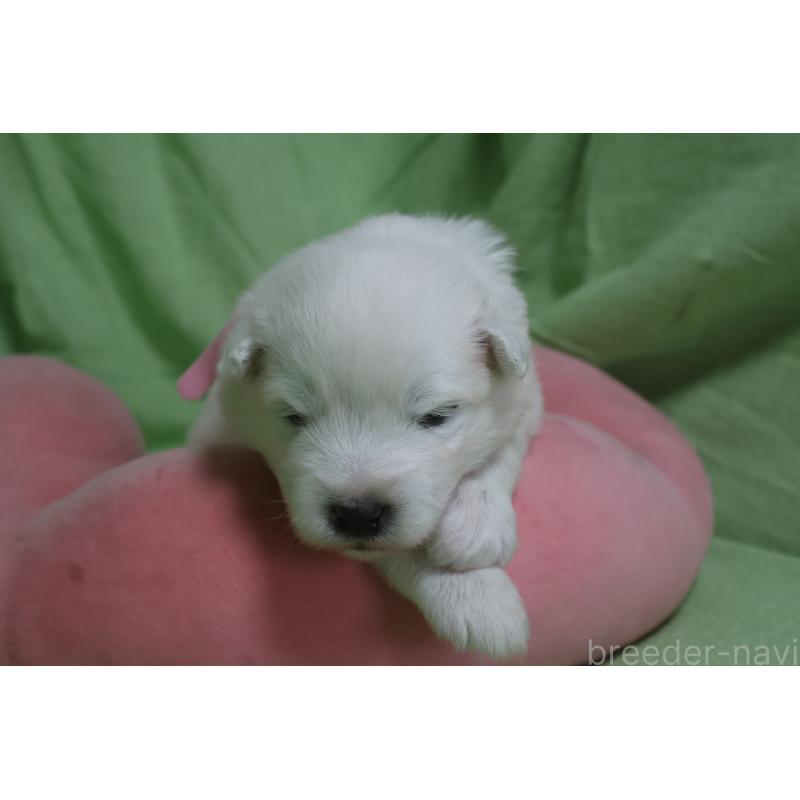 販売中の栃木県のサモエド-448571の6枚目