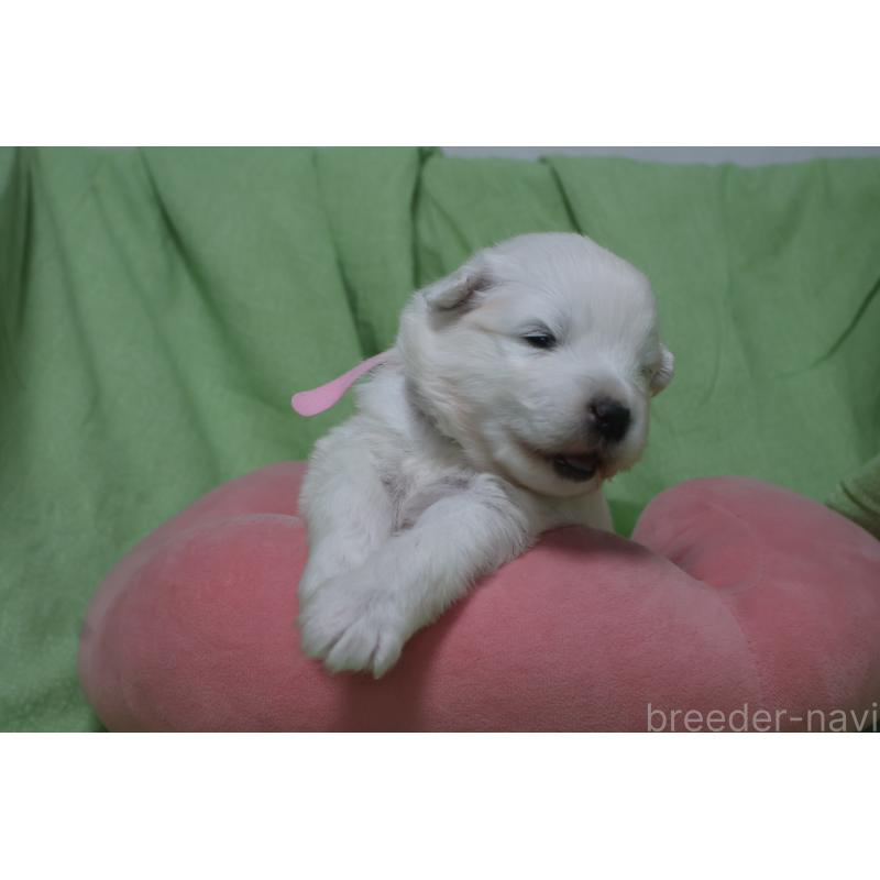 販売中の栃木県のサモエド-448571の5枚目