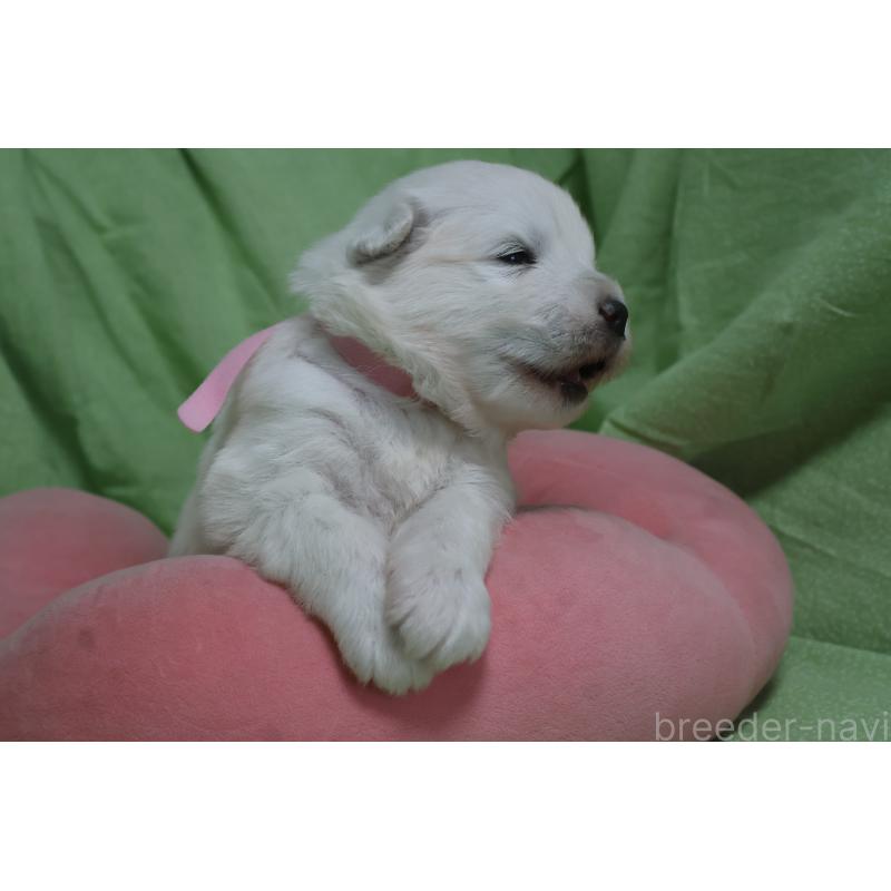 販売中の栃木県のサモエド-448571の4枚目