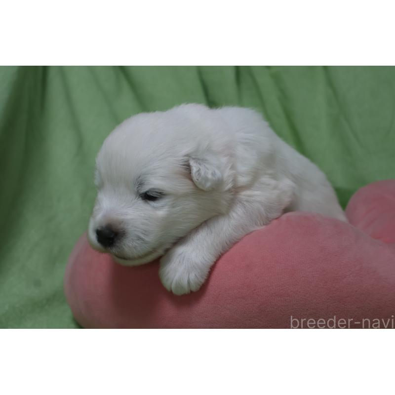 販売中の栃木県のサモエド-448571の3枚目