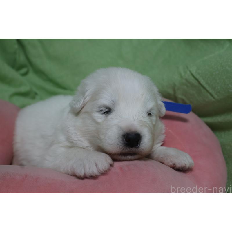 販売中の栃木県のサモエド-448573の10枚目