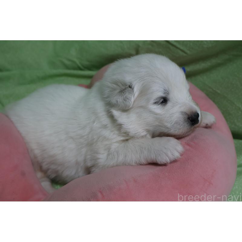 販売中の栃木県のサモエド-448573の9枚目