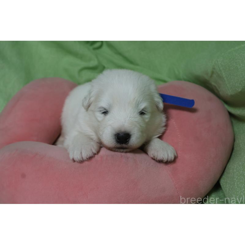 販売中の栃木県のサモエド-448573の8枚目