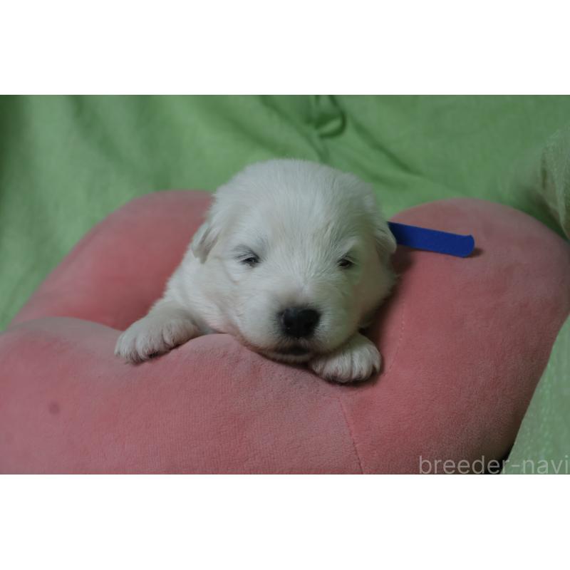 販売中の栃木県のサモエド-448573の7枚目