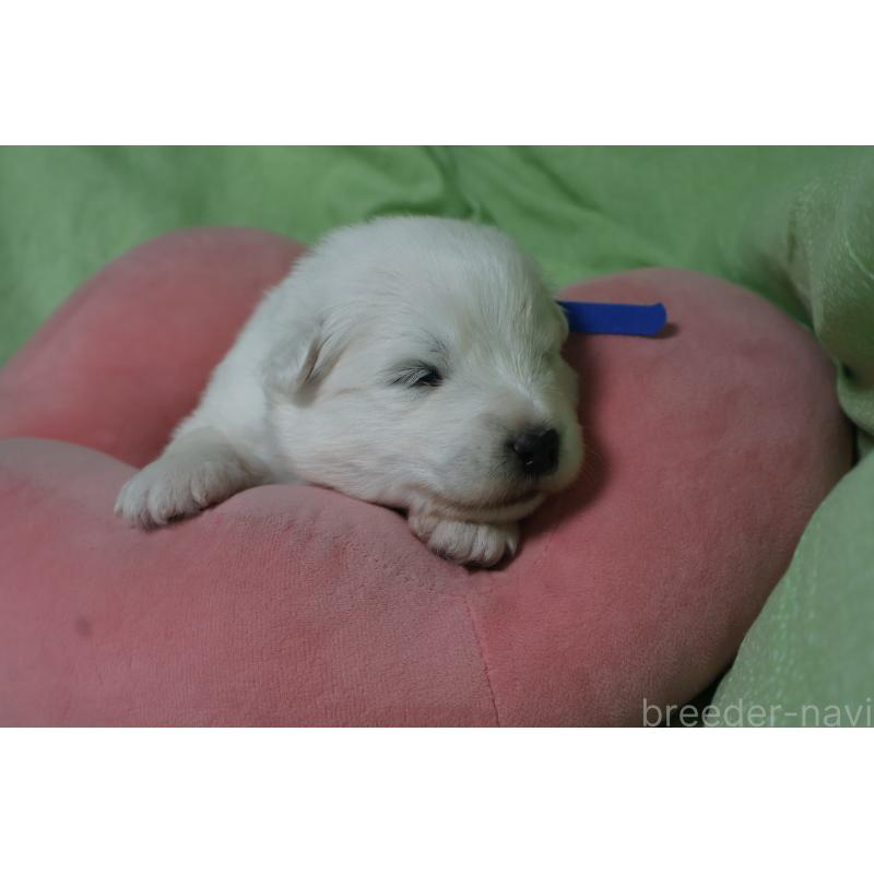 販売中の栃木県のサモエド-448573の6枚目