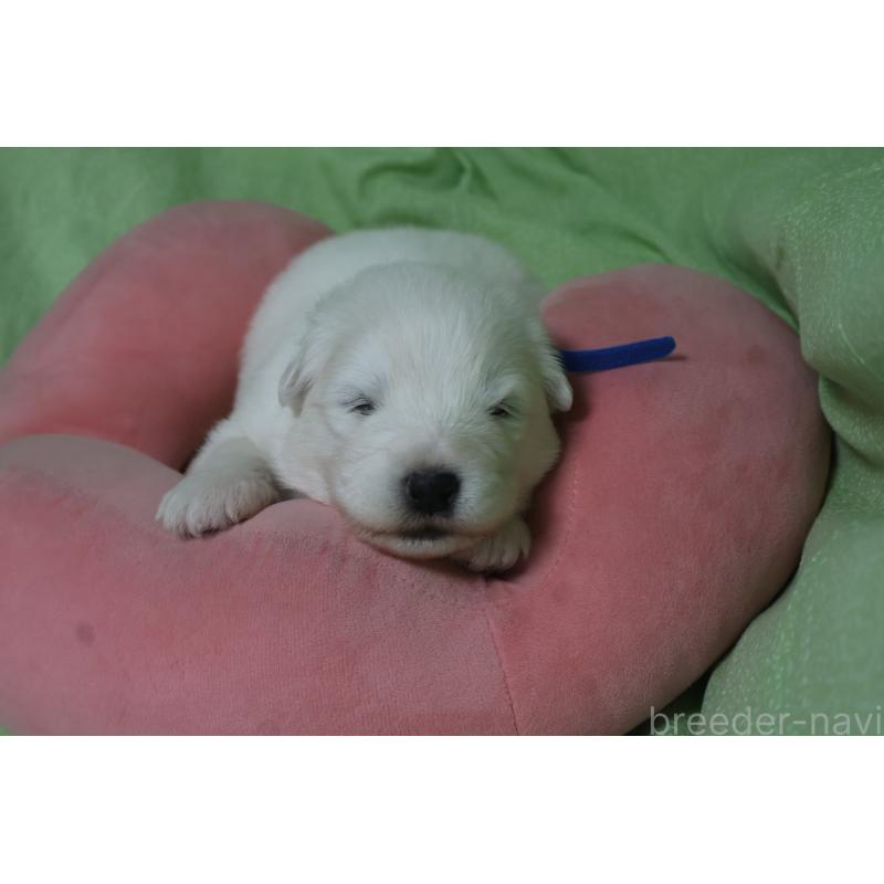 販売中の栃木県のサモエド-448573の5枚目