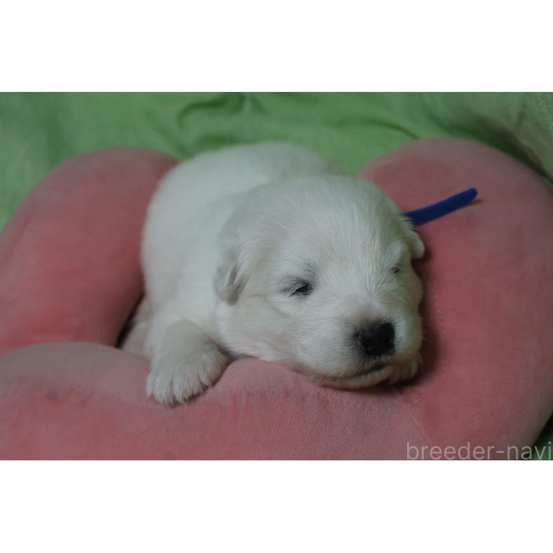 販売中の栃木県のサモエド-448573の4枚目