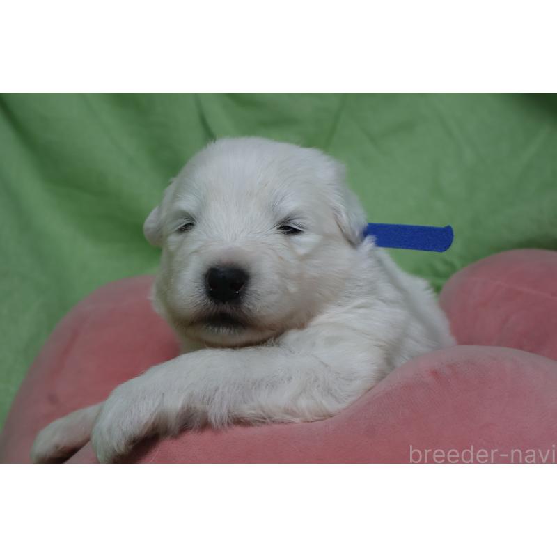 販売中の栃木県のサモエド-448573の3枚目