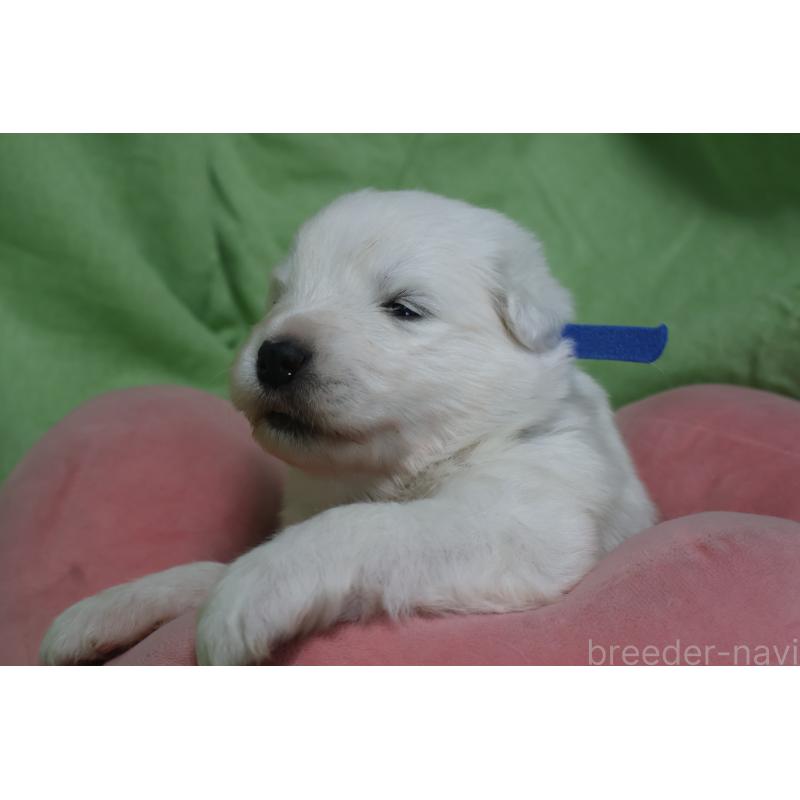 販売中の栃木県のサモエド-448573の2枚目