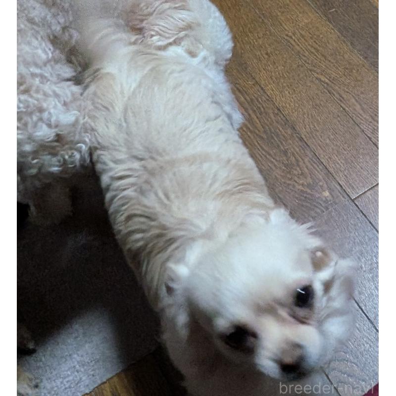 販売中の新潟県のチワワ(ロングコート)-431404の2枚目