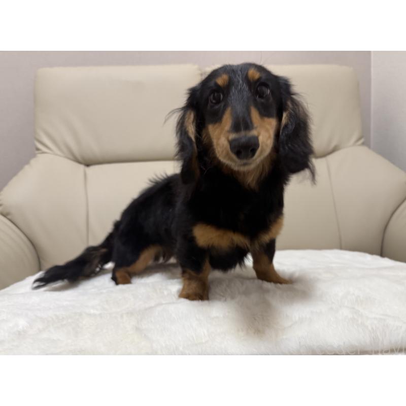 販売中の栃木県のミニチュアダックスフンド(ロングヘアード)-448575の4枚目