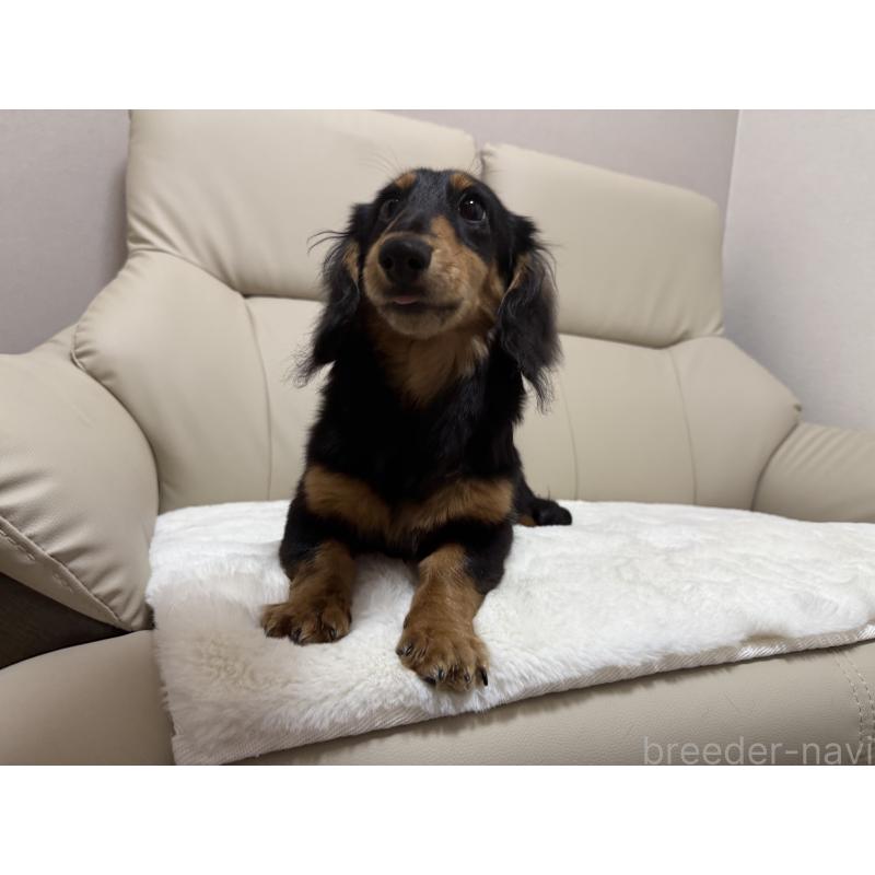 販売中の栃木県のミニチュアダックスフンド(ロングヘアード)-448575の3枚目