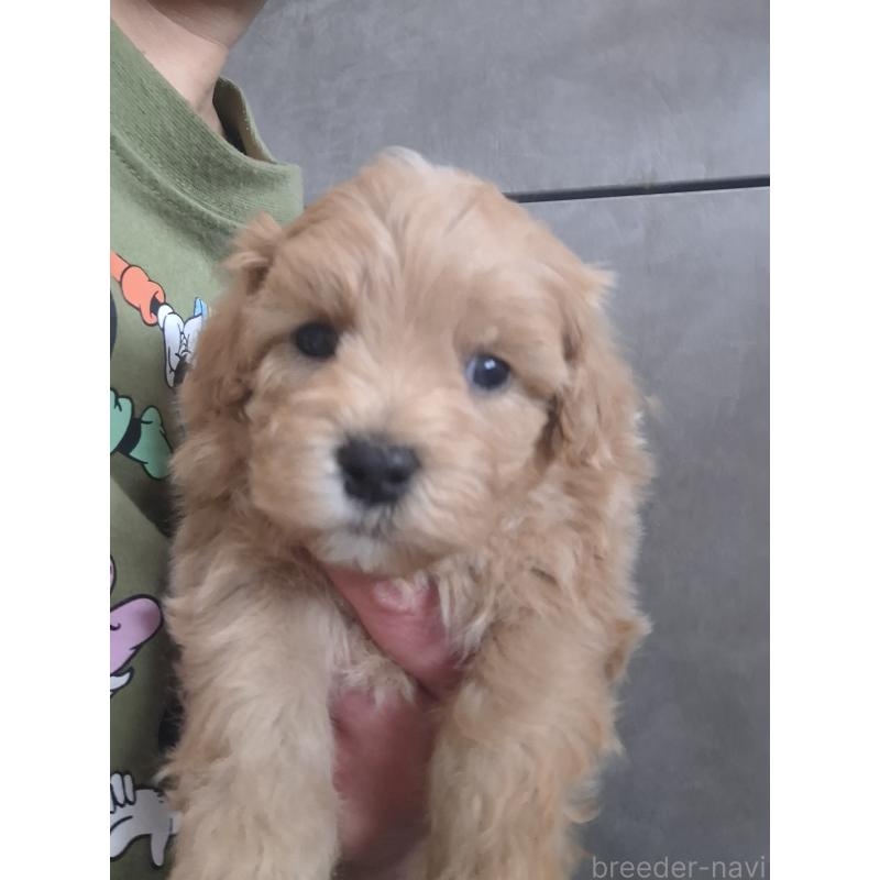 商談中の群馬県のマルプー:マルチーズ×トイプードル-445072