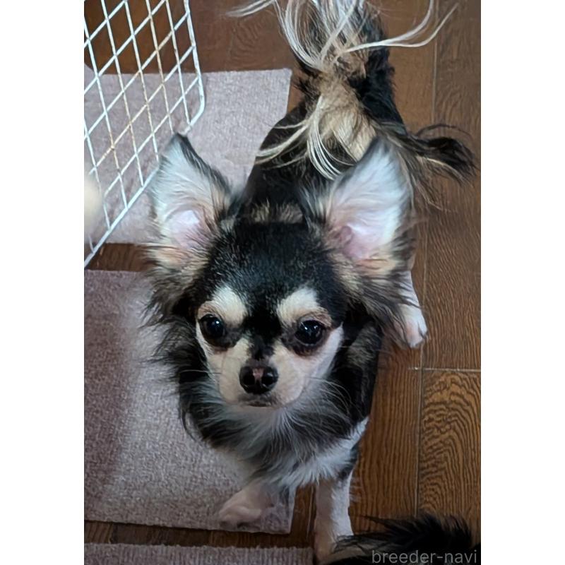 販売中の新潟県のチワワ(ロングコート)-431358の2枚目