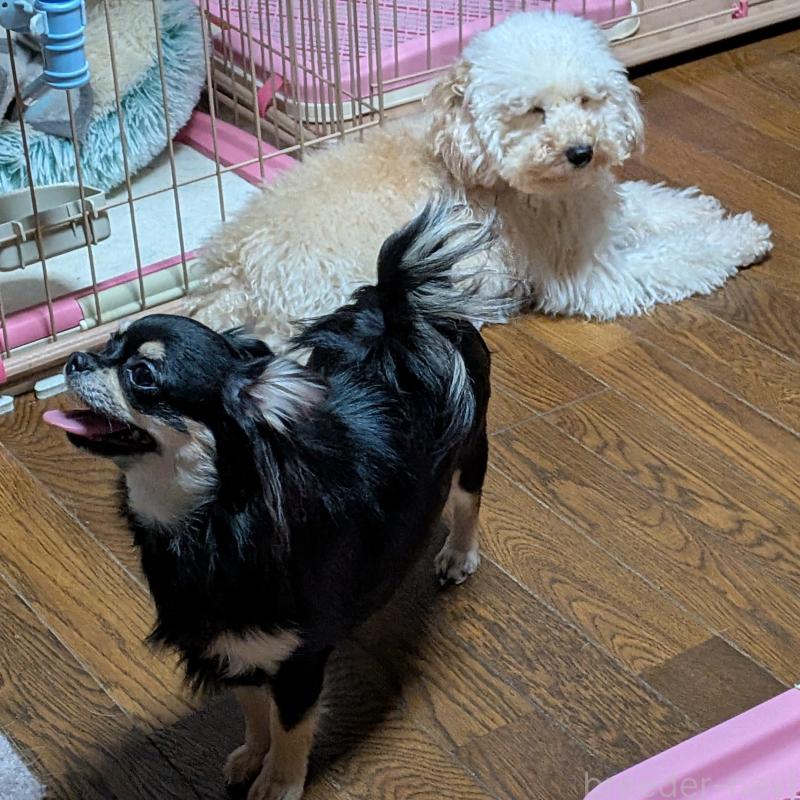 販売中の新潟県のチワワ(ロングコート)-431353の3枚目