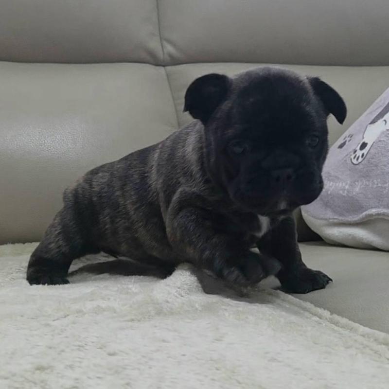 販売中の埼玉県のフレンチブルドッグ-448576