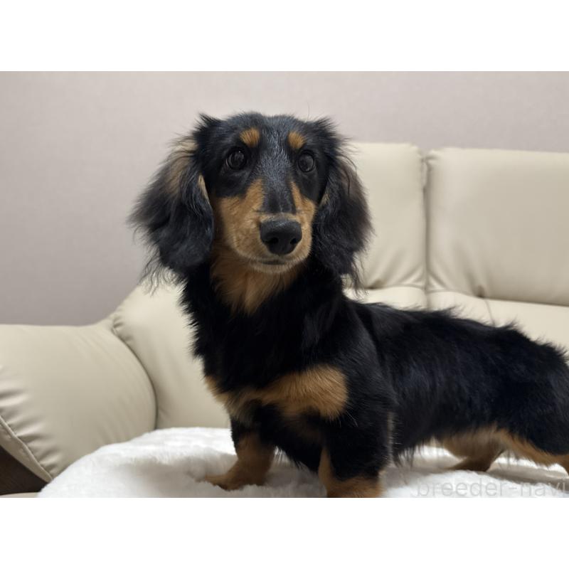 販売中の栃木県のミニチュアダックスフンド(ロングヘアード)-448575の1枚目