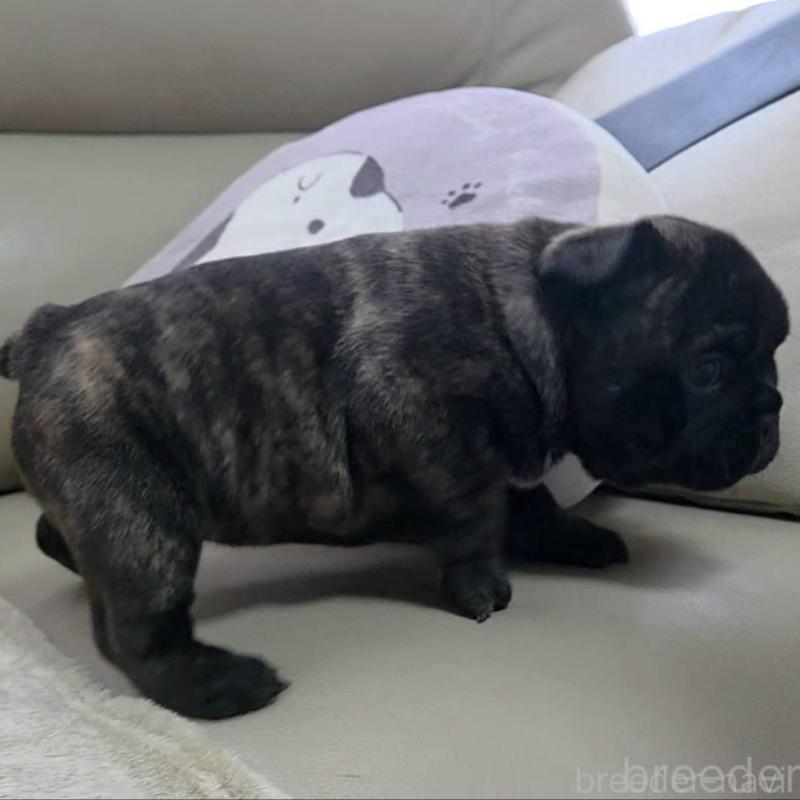 販売中の埼玉県のフレンチブルドッグ-448576の10枚目