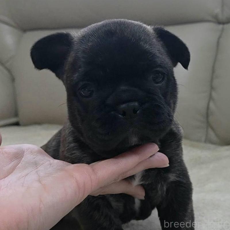 販売中の埼玉県のフレンチブルドッグ-448576の9枚目