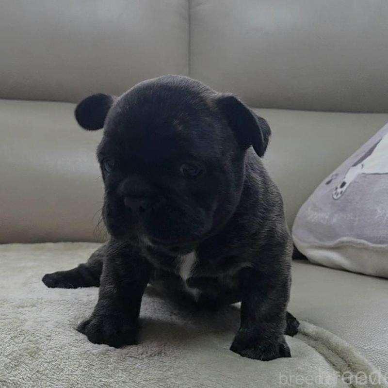 販売中の埼玉県のフレンチブルドッグ-448576の8枚目