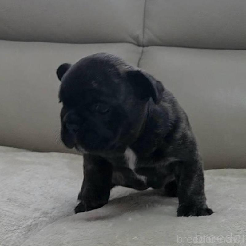 販売中の埼玉県のフレンチブルドッグ-448576の7枚目