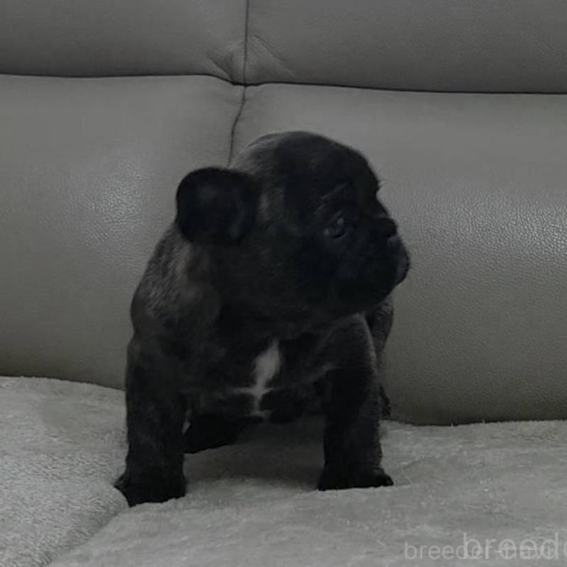 販売中の埼玉県のフレンチブルドッグ-448576の6枚目