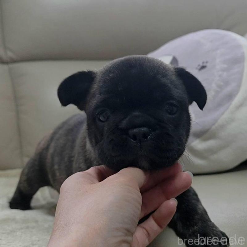 販売中の埼玉県のフレンチブルドッグ-448576の5枚目