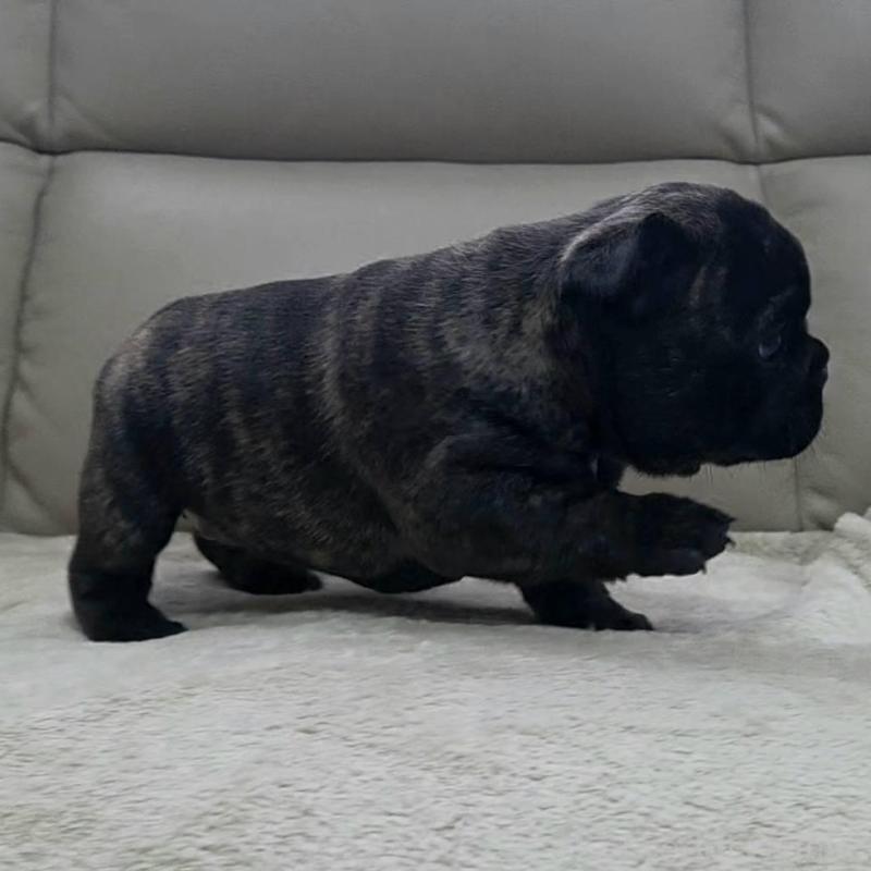 販売中の埼玉県のフレンチブルドッグ-448576の4枚目