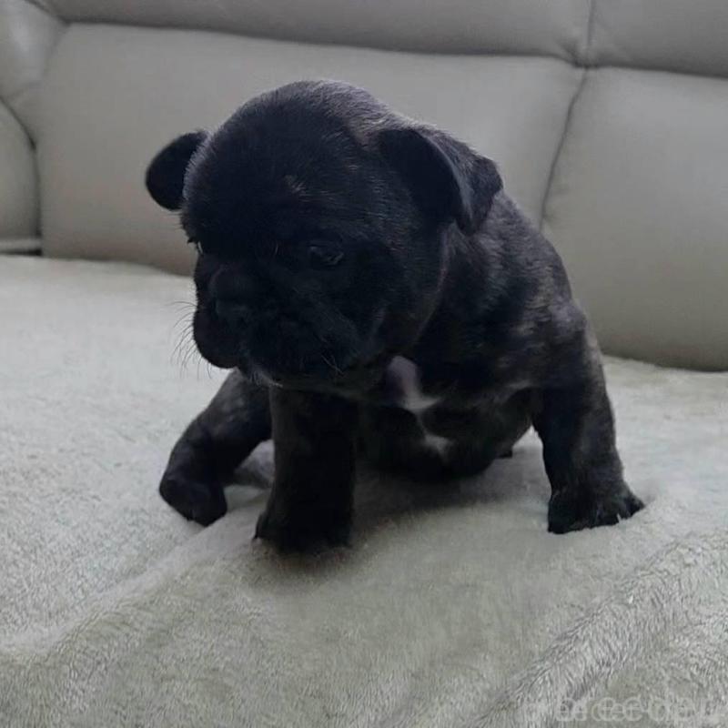 販売中の埼玉県のフレンチブルドッグ-448576の3枚目