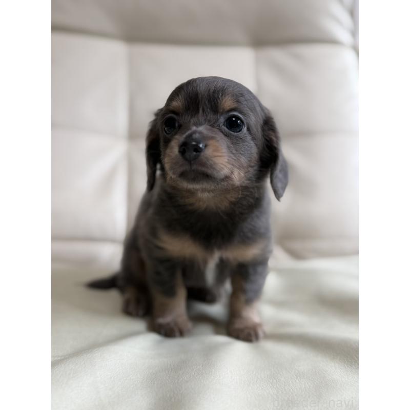 販売中の静岡県のチワックス:チワワ×ミニチュアダックスフンド-448577の1枚目