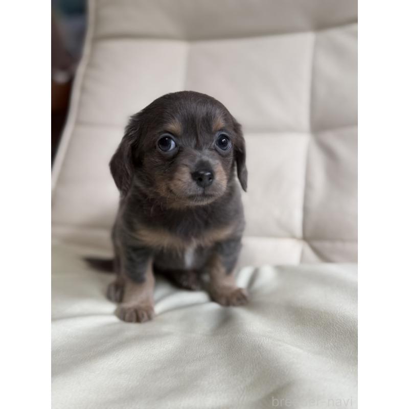 販売中の静岡県のチワックス:チワワ×ミニチュアダックスフンド-448577の4枚目