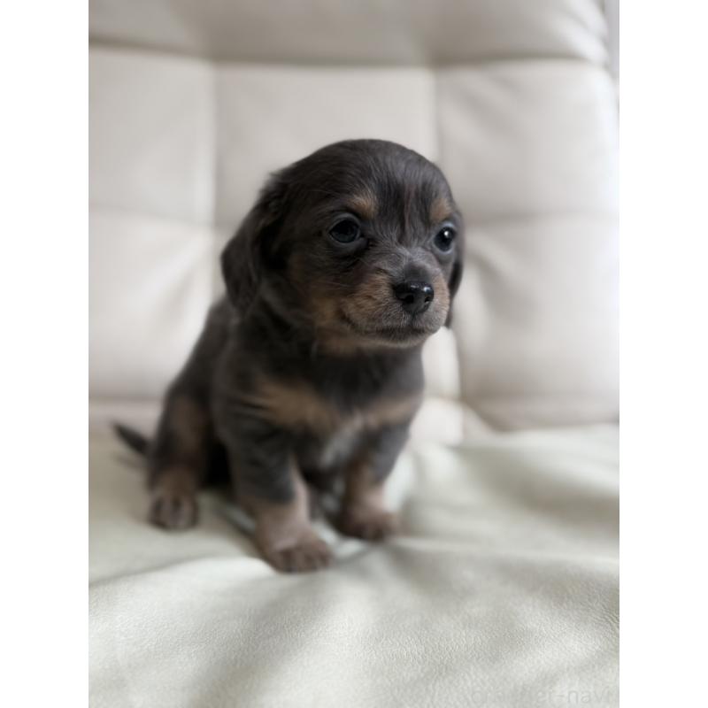 販売中の静岡県のチワックス:チワワ×ミニチュアダックスフンド-448577の3枚目