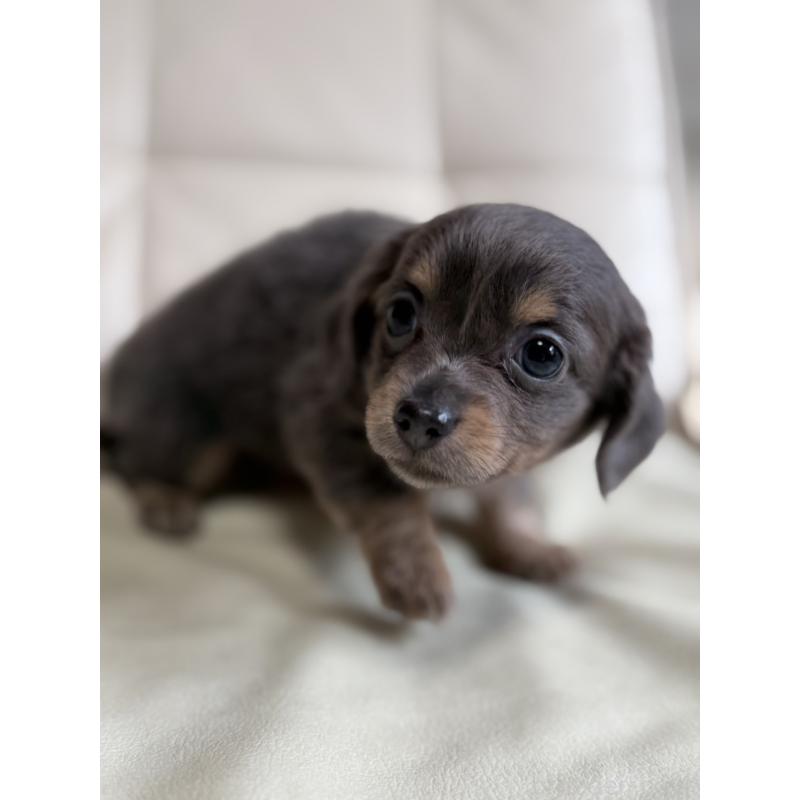 販売中の静岡県のチワックス:チワワ×ミニチュアダックスフンド-448577の2枚目