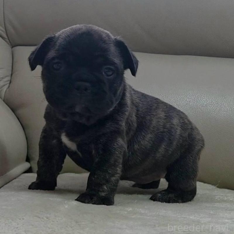 販売中の埼玉県のフレンチブルドッグ-448578