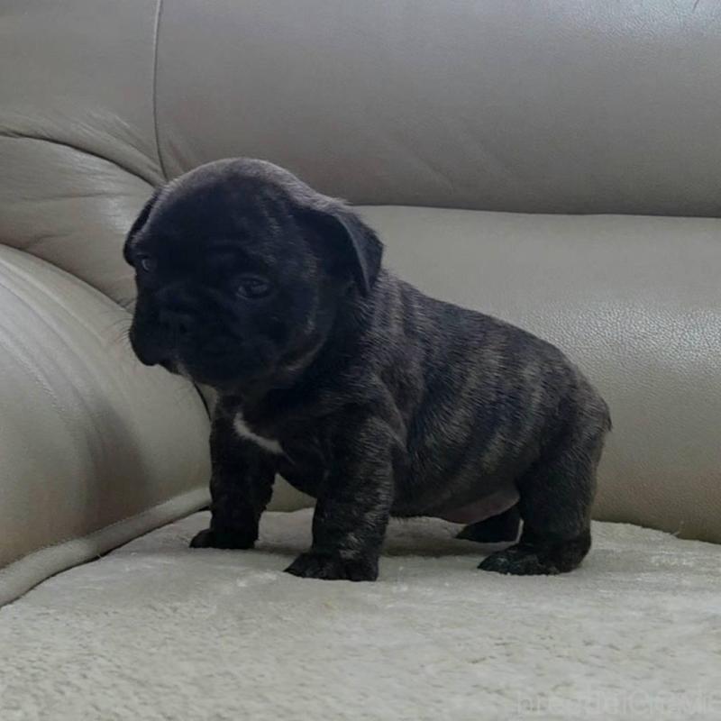 販売中の埼玉県のフレンチブルドッグ-448578の12枚目