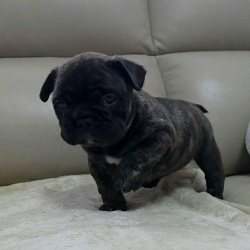 販売中の埼玉県のフレンチブルドッグ-448578の11枚目