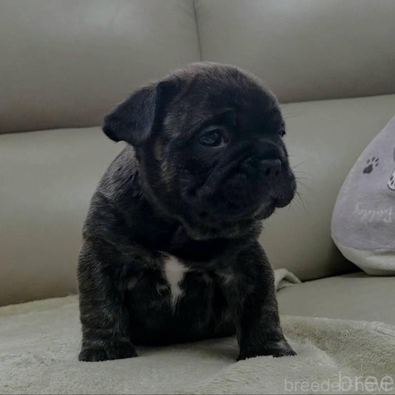 販売中の埼玉県のフレンチブルドッグ-448578の10枚目