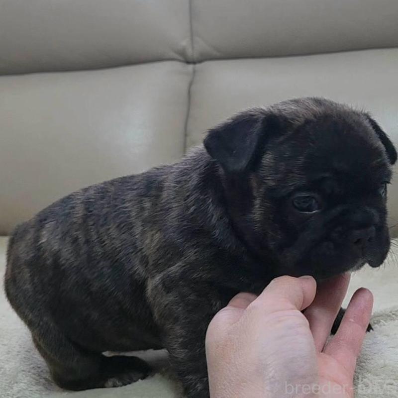 販売中の埼玉県のフレンチブルドッグ-448578の7枚目