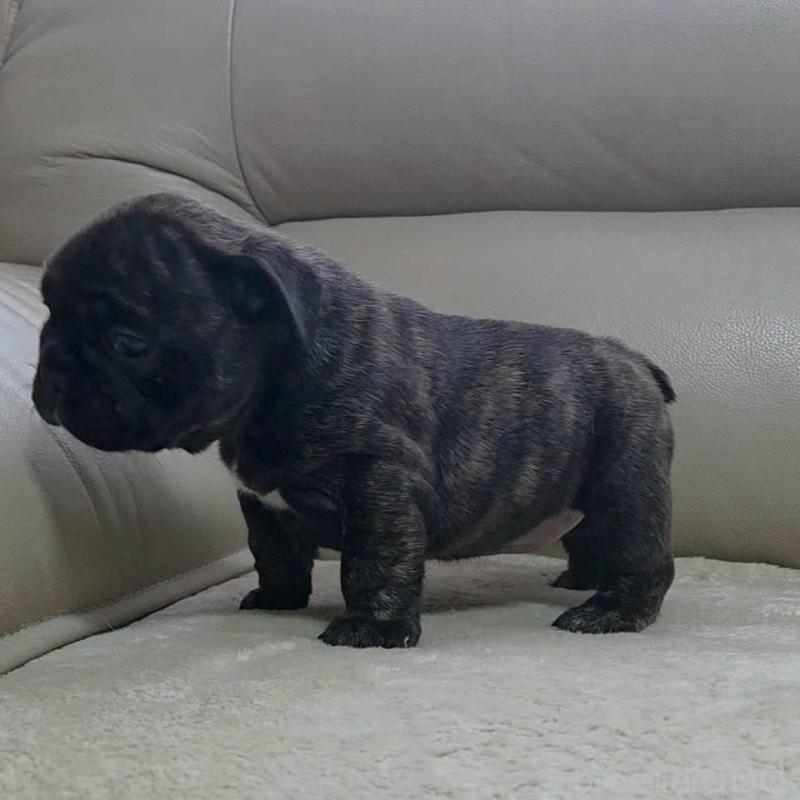 販売中の埼玉県のフレンチブルドッグ-448578の6枚目