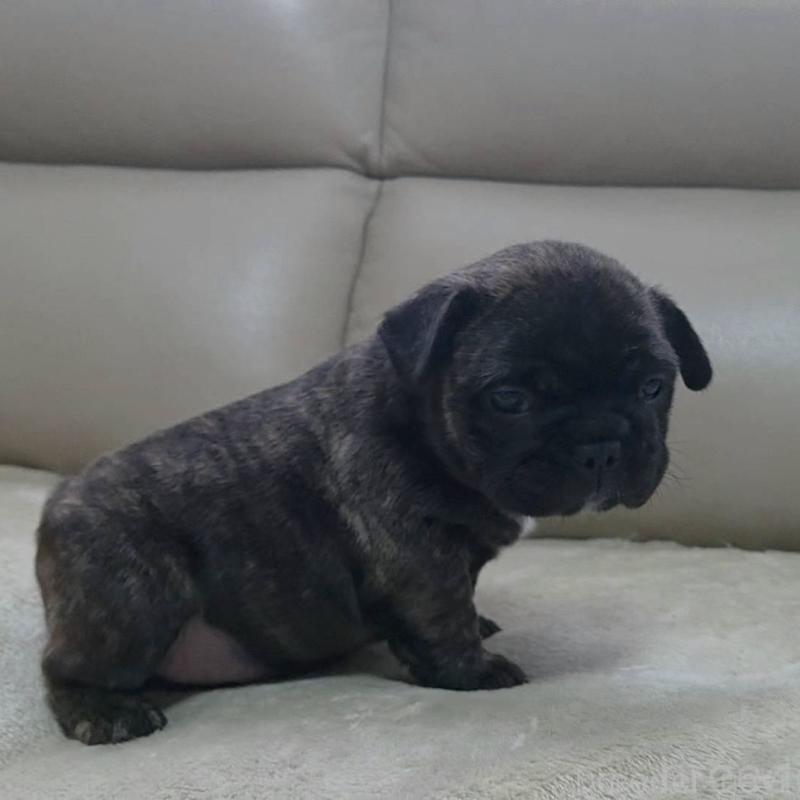 販売中の埼玉県のフレンチブルドッグ-448578の5枚目