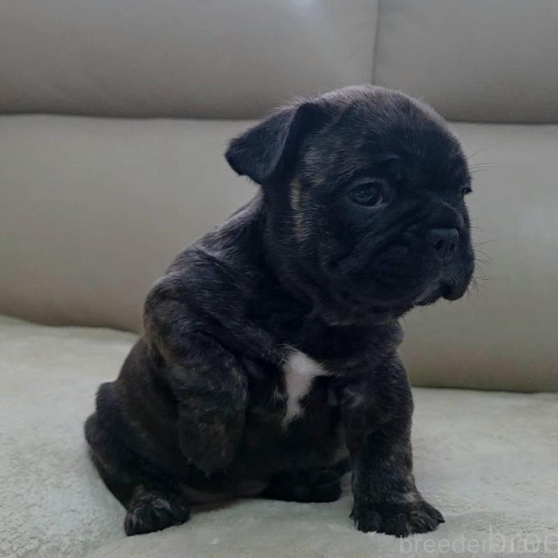 販売中の埼玉県のフレンチブルドッグ-448578の4枚目