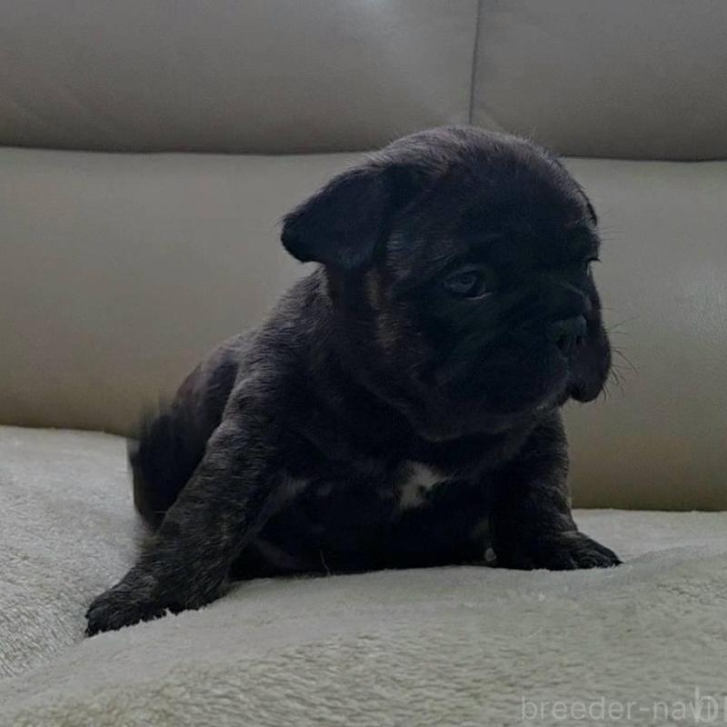 販売中の埼玉県のフレンチブルドッグ-448578の3枚目