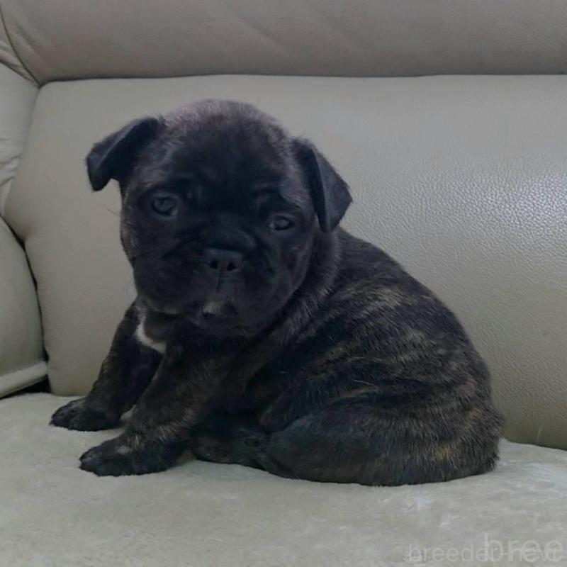 販売中の埼玉県のフレンチブルドッグ-448578の2枚目