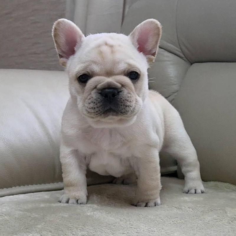 販売中の埼玉県のフレンチブルドッグ-448579の1枚目