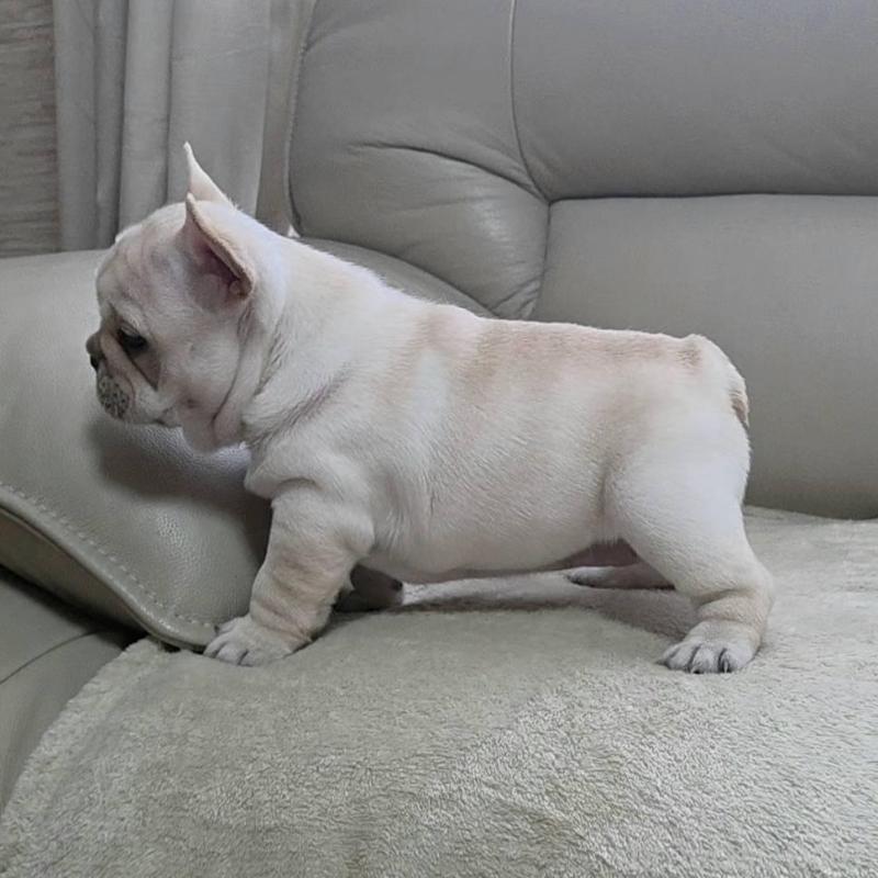 販売中の埼玉県のフレンチブルドッグ-448579の15枚目