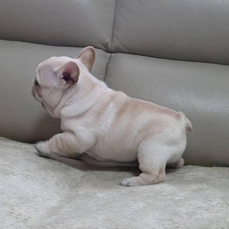 販売中の埼玉県のフレンチブルドッグ-448579の14枚目